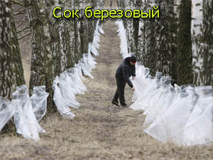 bersok p12